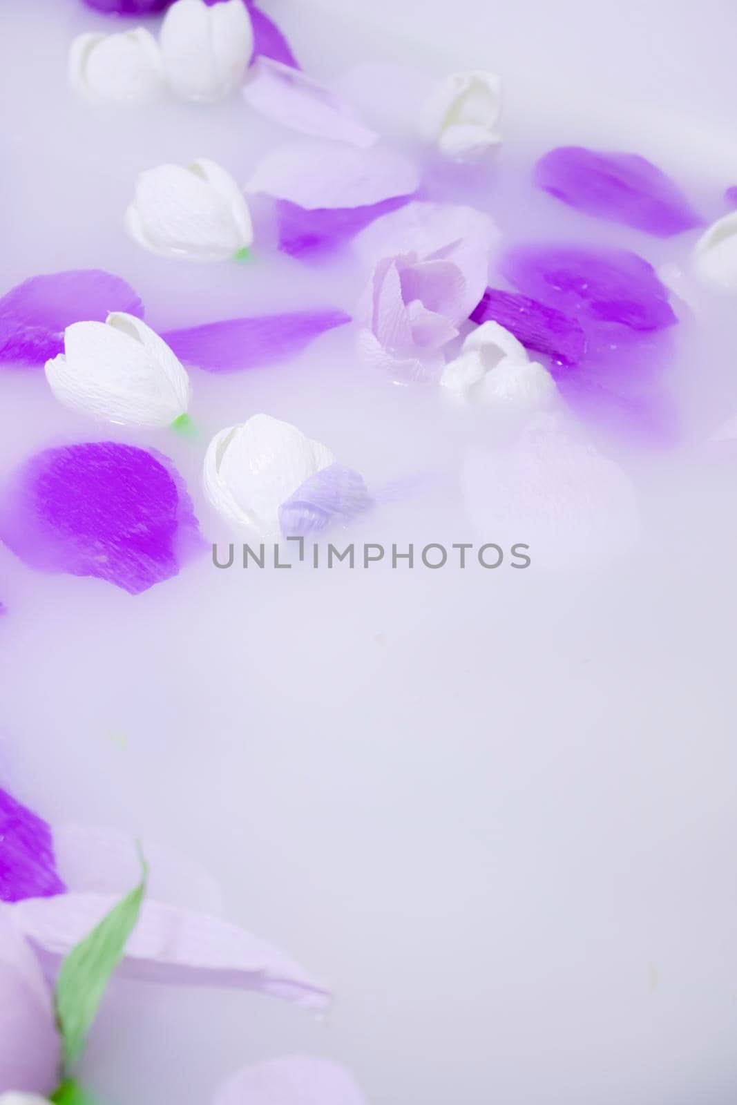 violet and white flowers in milk white bath close up