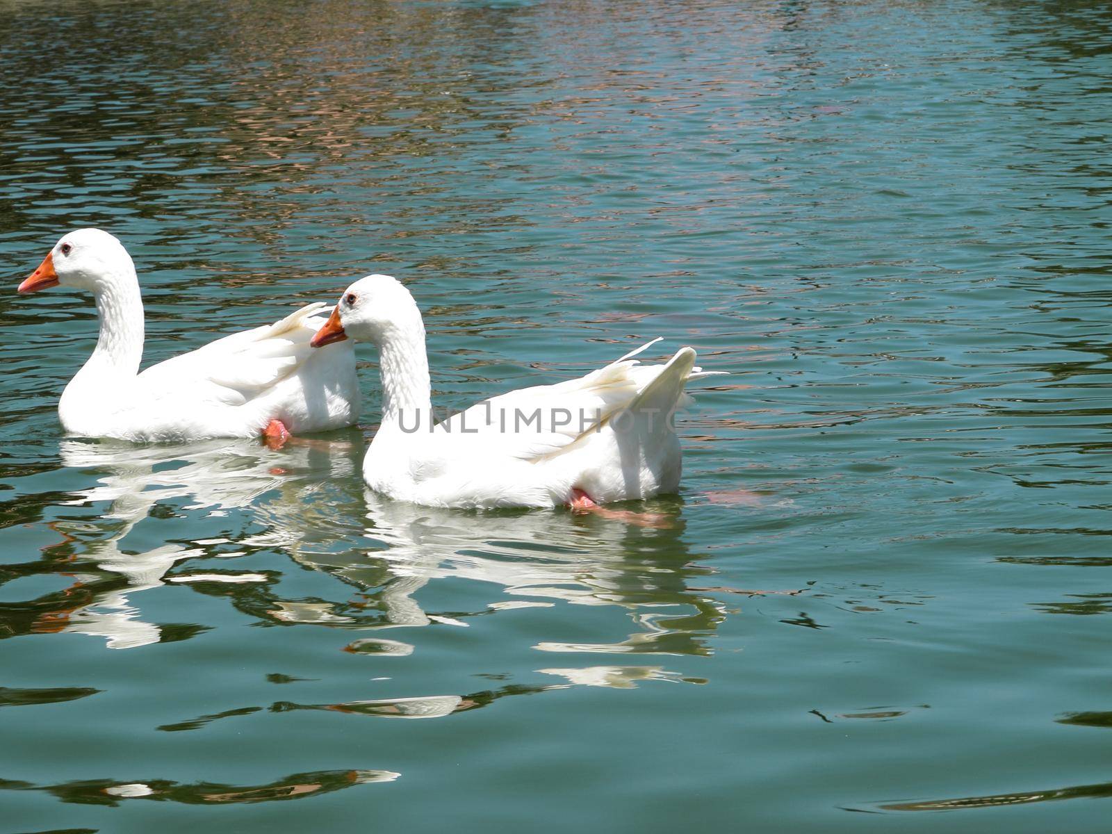 White Ducks swiming on river by aroas