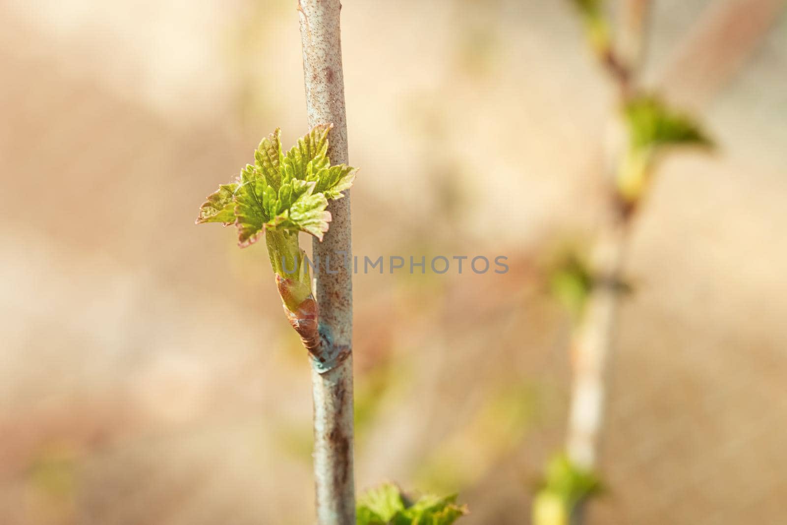 Fresh new green buds on currant branches at springtime garden background by galinasharapova