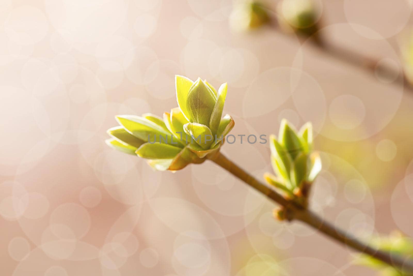 Lilac buds on a branch in early spring with sun exposure horizontal format by galinasharapova