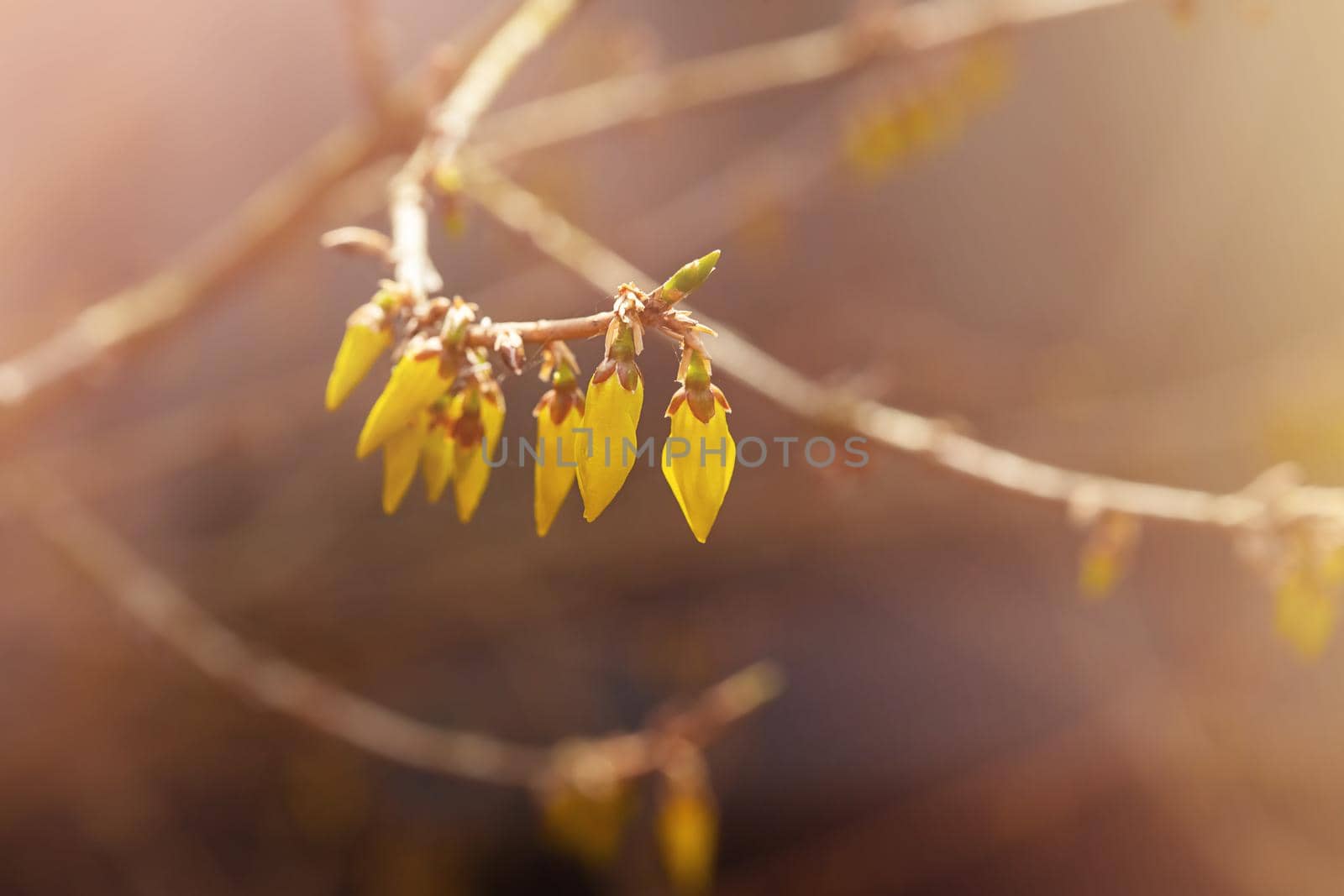 Buds and flowers of yellow forsythia against the blurred background  by galinasharapova