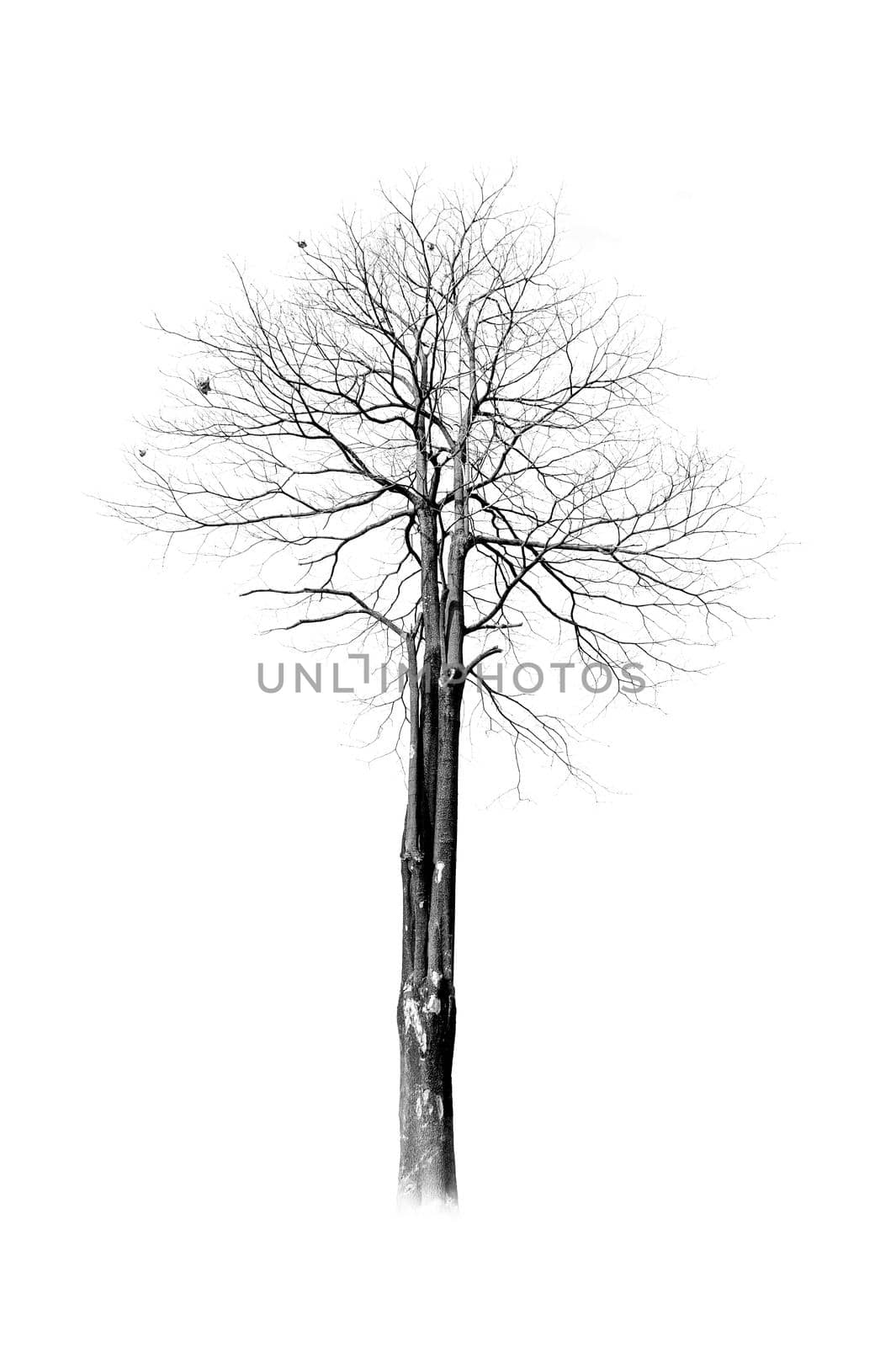 beautiful die tree isolated on white background
