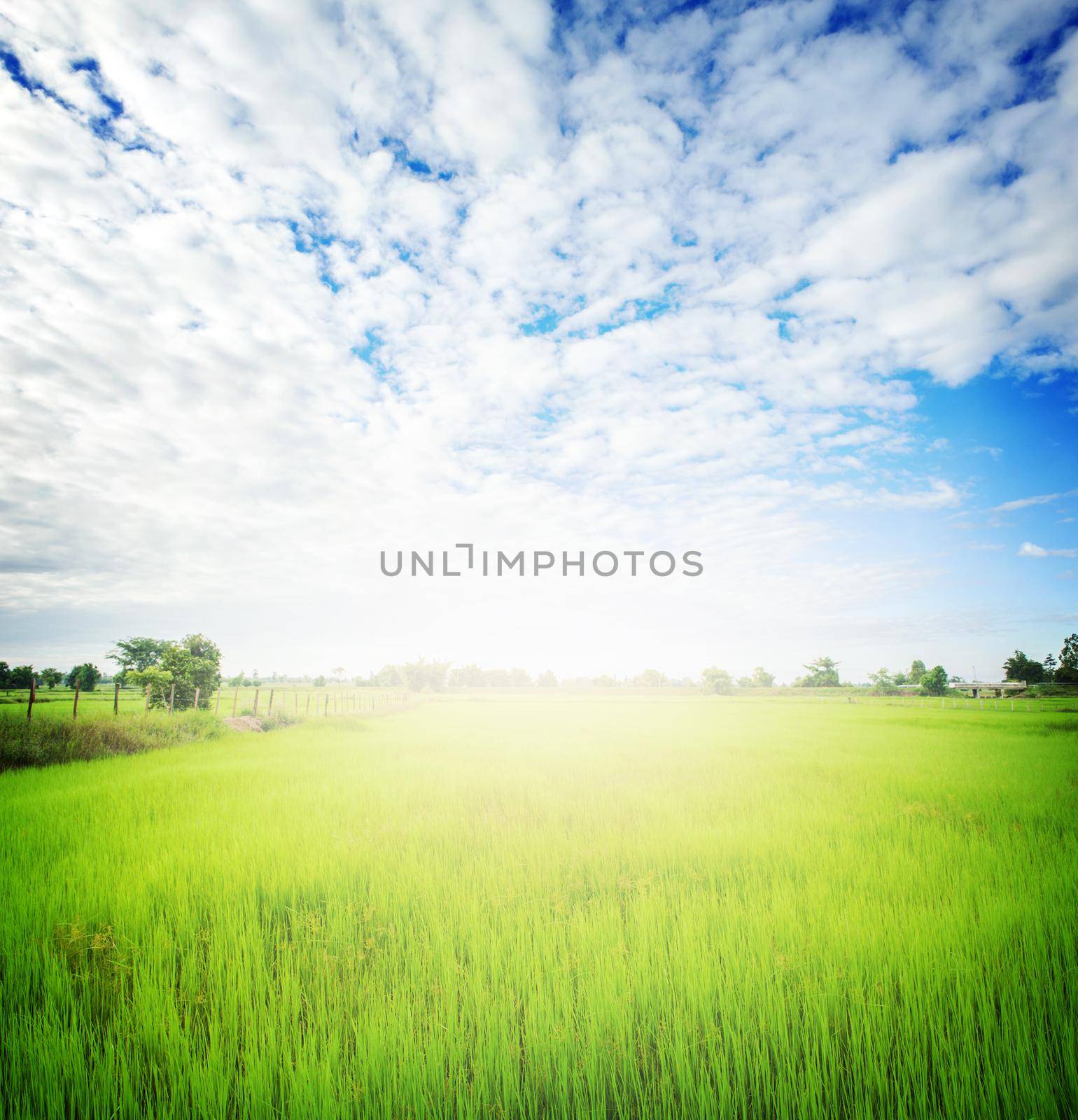 landscape of rice paddy field with lighting effect