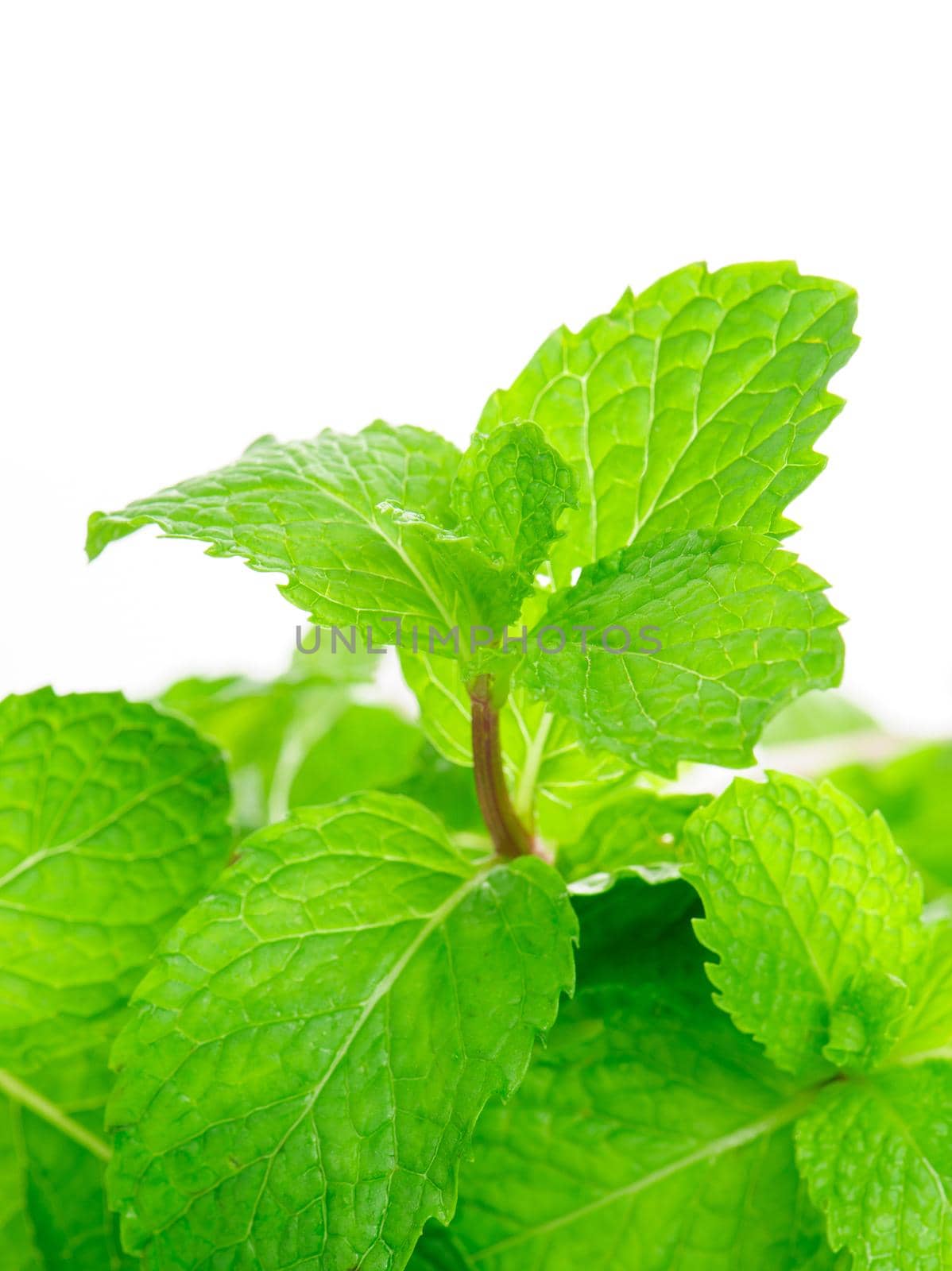 Fresh raw mint leaves isolated on white background