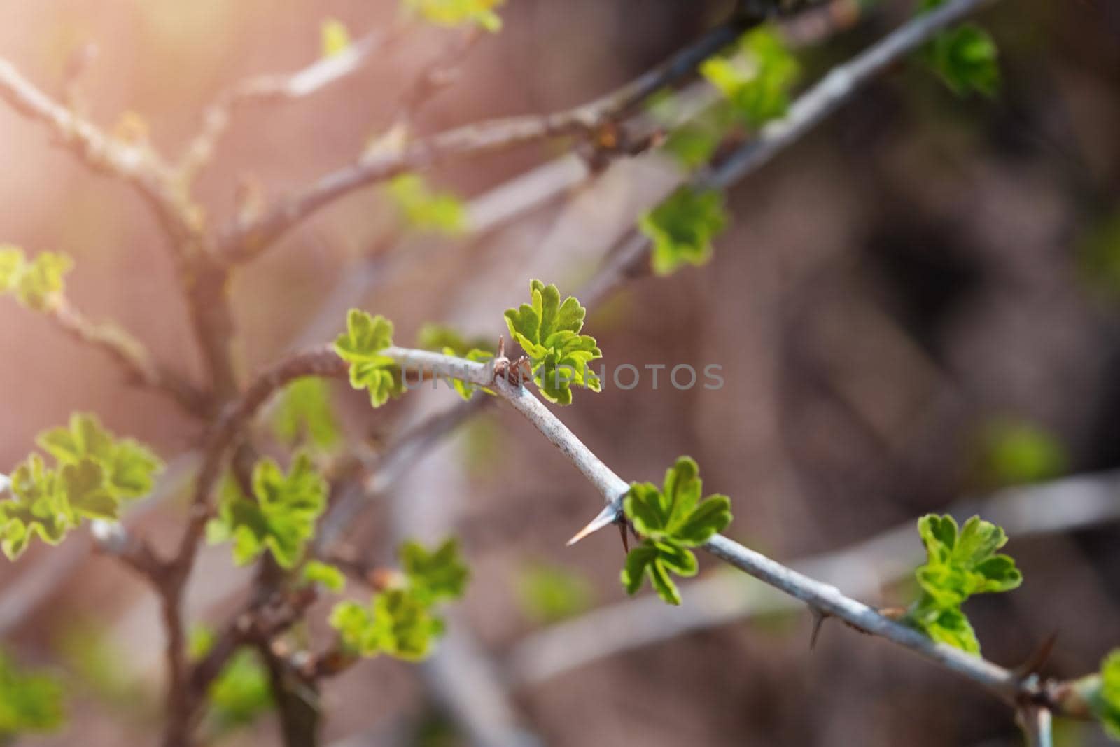 Close-up view of young leaves of black currant on blurred background with sun exposure horizontal format.Photo of a reviving blossoming nature