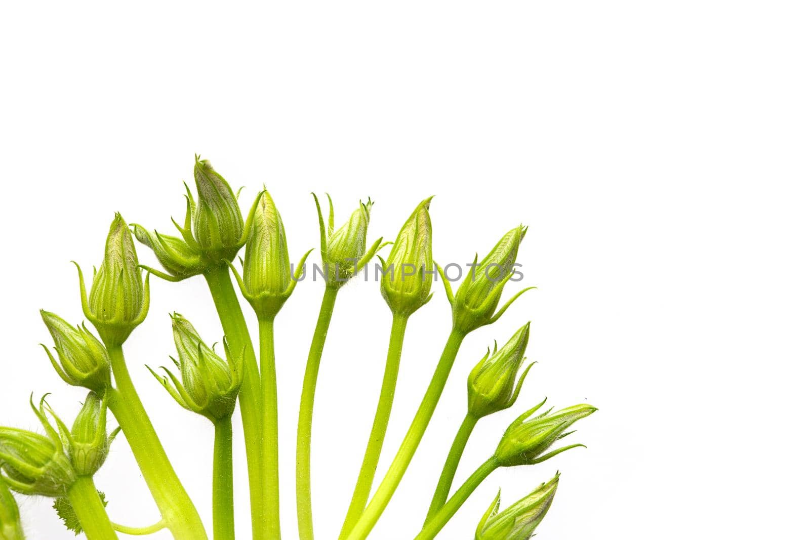 Unopened buds of zucchini pumpkin flowers on a white background. Excess buds of barren flowers are removed from plants for better fruiting