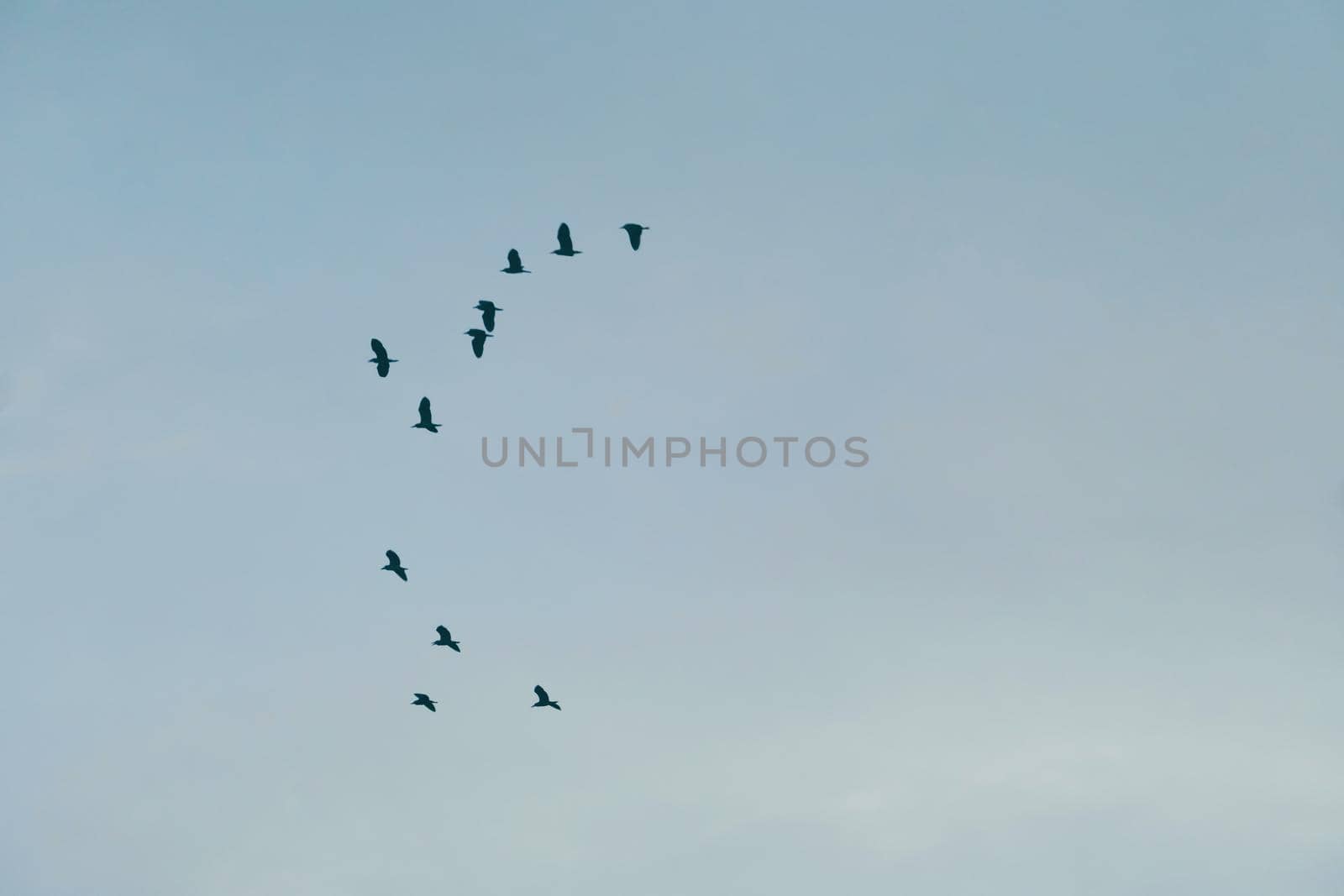 Copy space blank summer blue sky and white cloud with birds fly metaphor freedom free. by Suwant