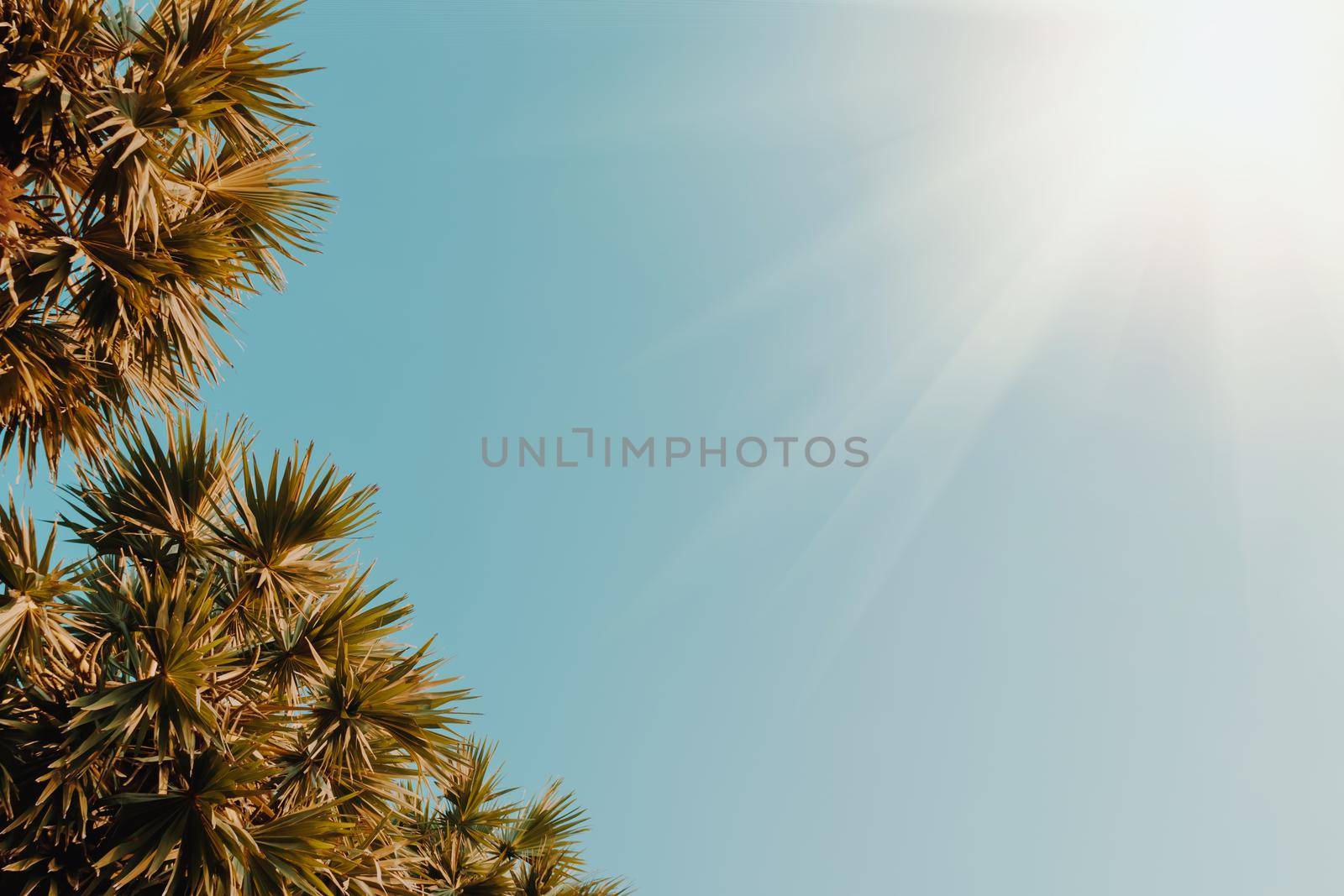 Tropical palm coconut trees on sunset sky flare and bokeh nature. by Suwant