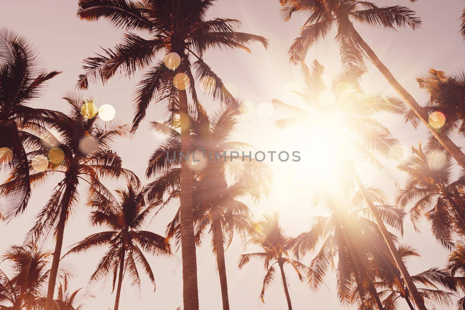 Tropical palm coconut trees on sunset sky flare and bokeh nature