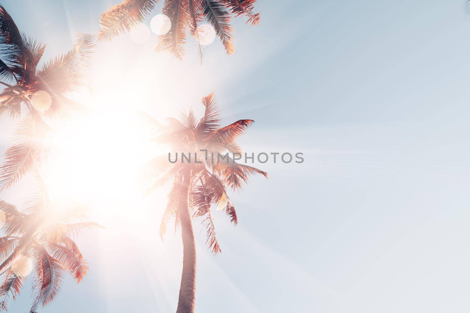 Tropical palm coconut trees on sunset sky flare and bokeh nature