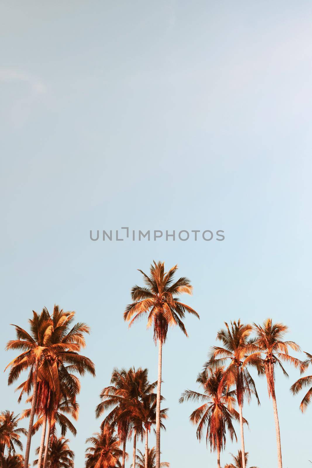 Tropical palm coconut trees on sunset sky flare and bokeh nature background by Suwant