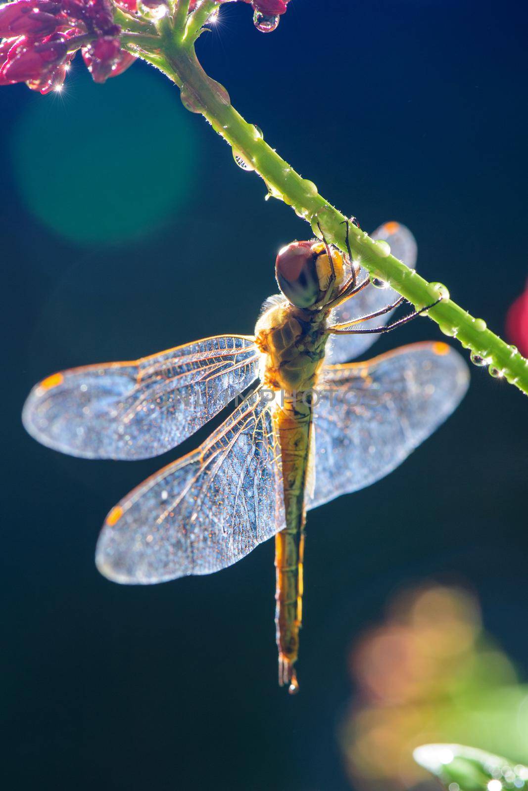 a dragonfly stay on branch