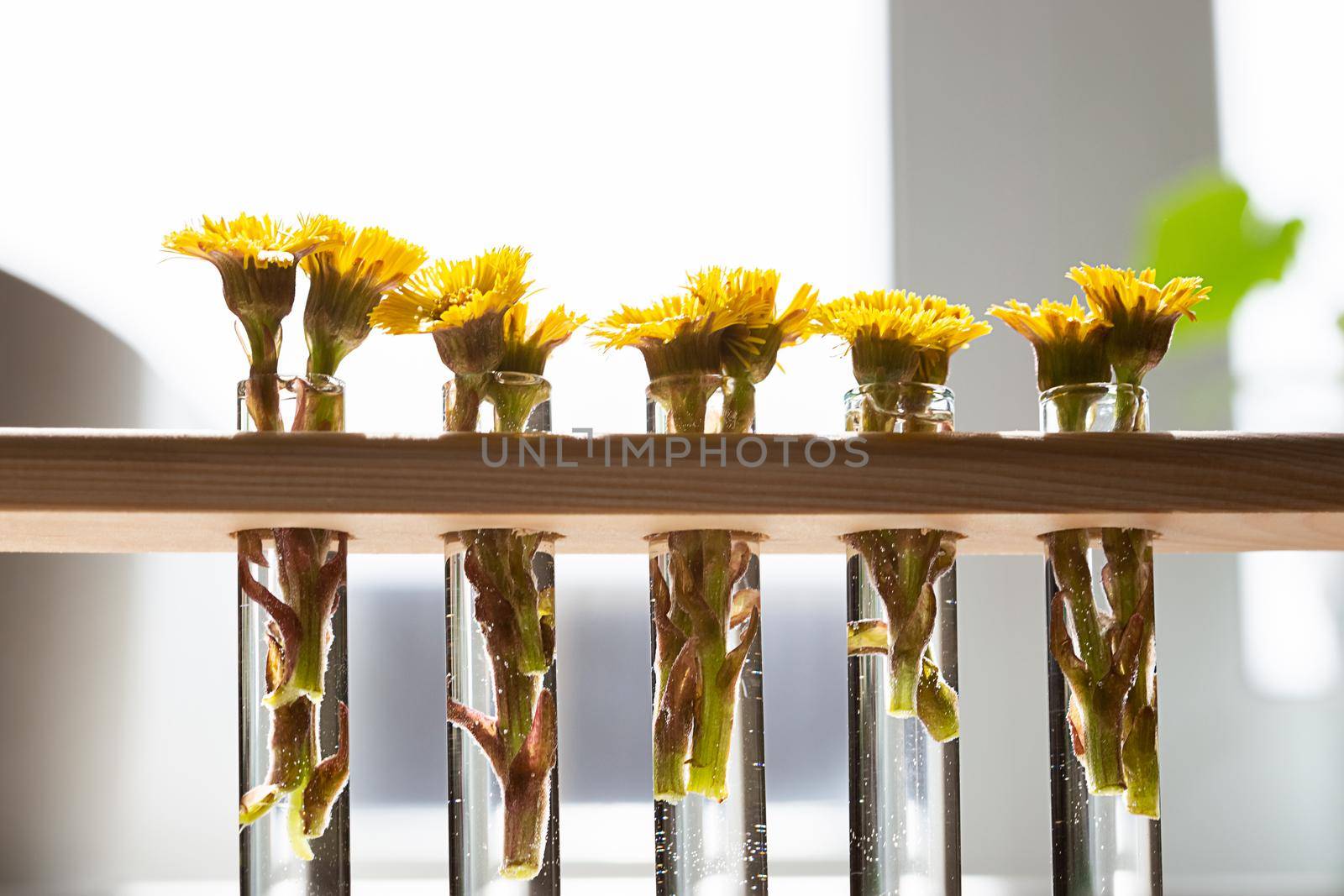 Yellow coltsfoot flower or Tussilago farfara first spring flowers in thin transparent flasks vases on the table