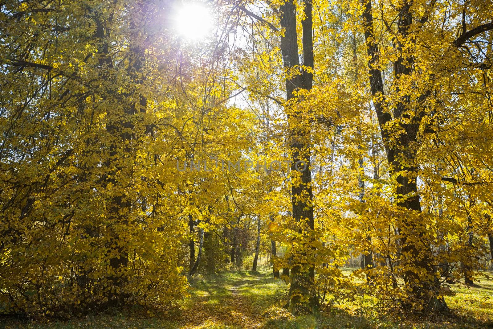 Autumn forest with yellow leaves and fallen leaves