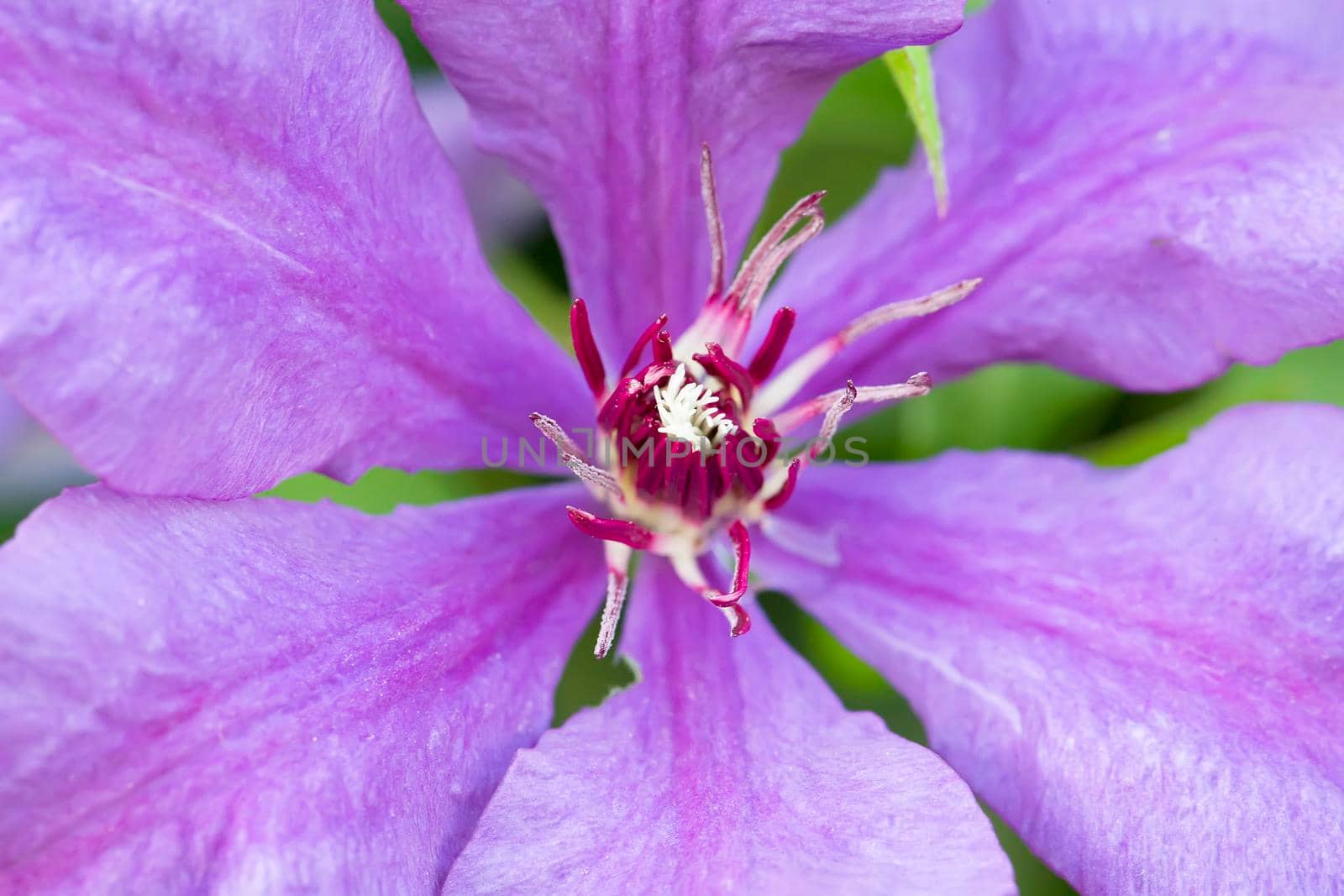 Fragment of a bright flower large