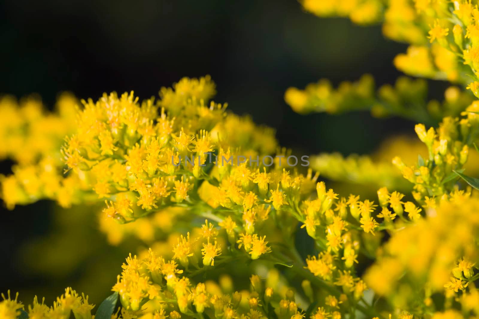 Fluffy yellow flowers on a dark background close up.