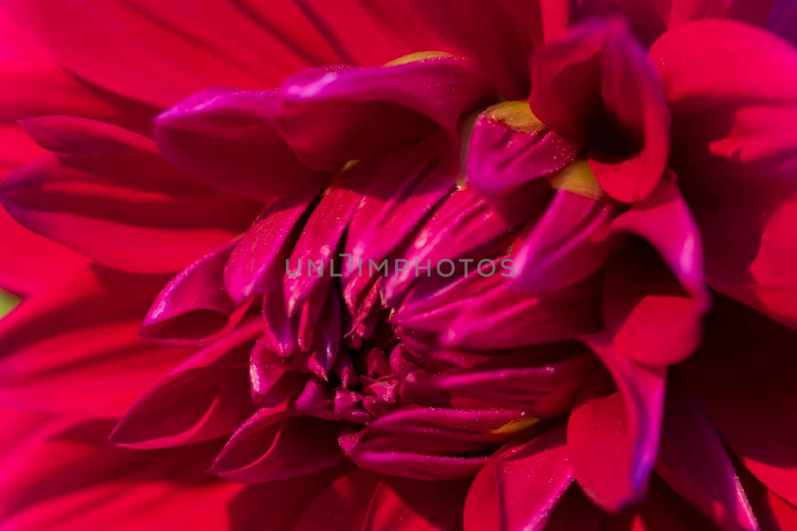 Closeup of red flower petals
