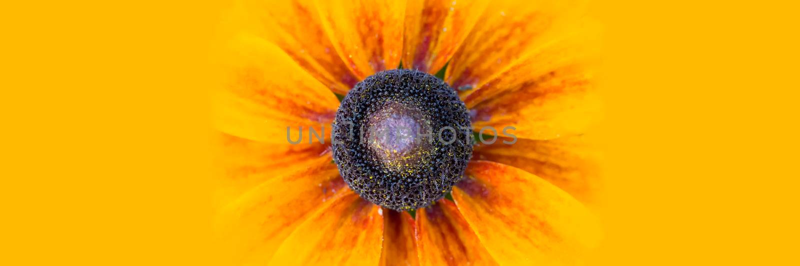 Panorama large yellow flower on a yellow background.Echinacea close up details on yellow banner wide background macro photo. Concept for summer, sun, sunshine, summer holidays travel, tropical flower and hot days. Large text negative panorama space. by Sviatlana