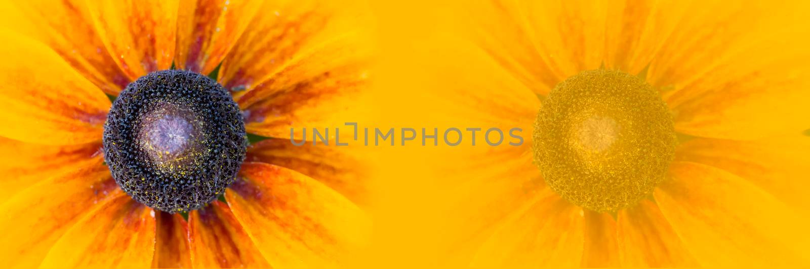Panorama large yellow flower on a yellow background