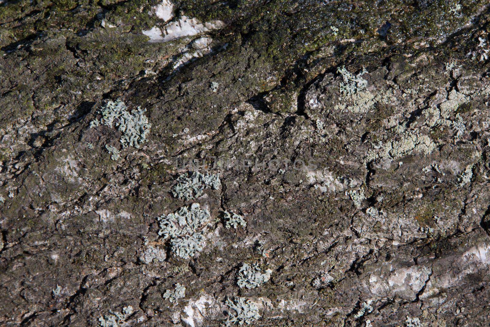 Texture of the bark of a tree