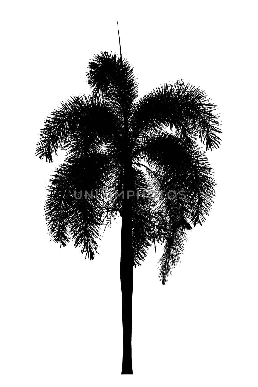 Palm tree silhouette Ornamental plants beautiful on white background
