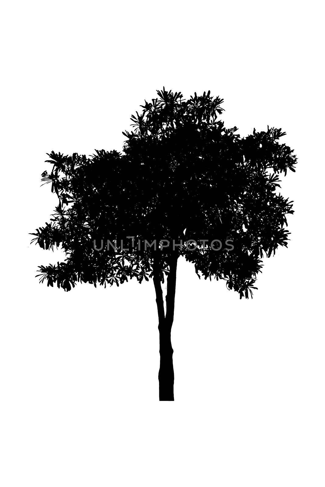 tree silhouettes beautiful on white background