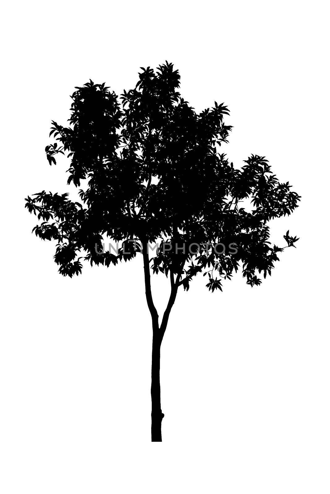 tree silhouettes beautiful on white background by pramot