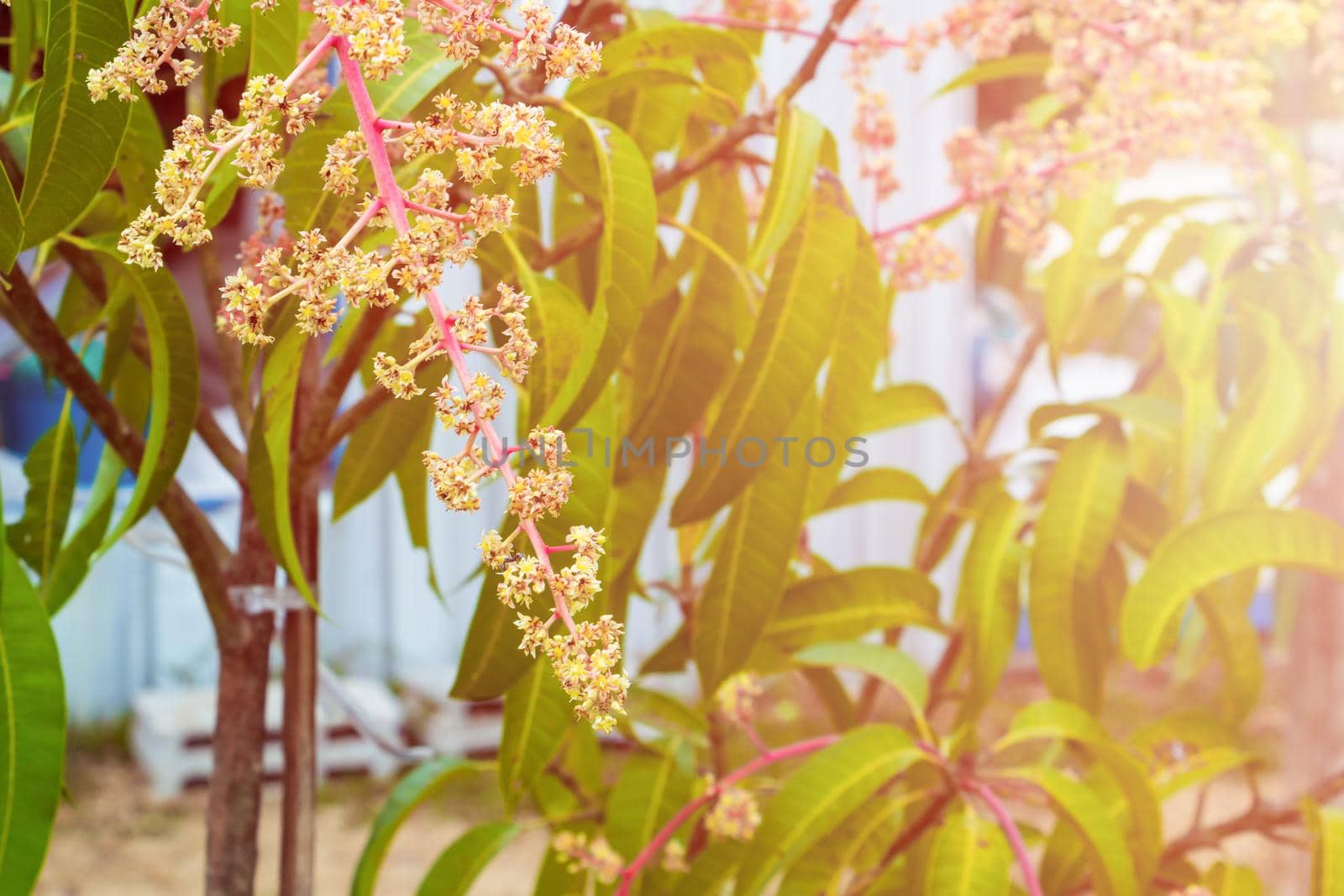 Close up Mango flower blooming at summer garden agriculture