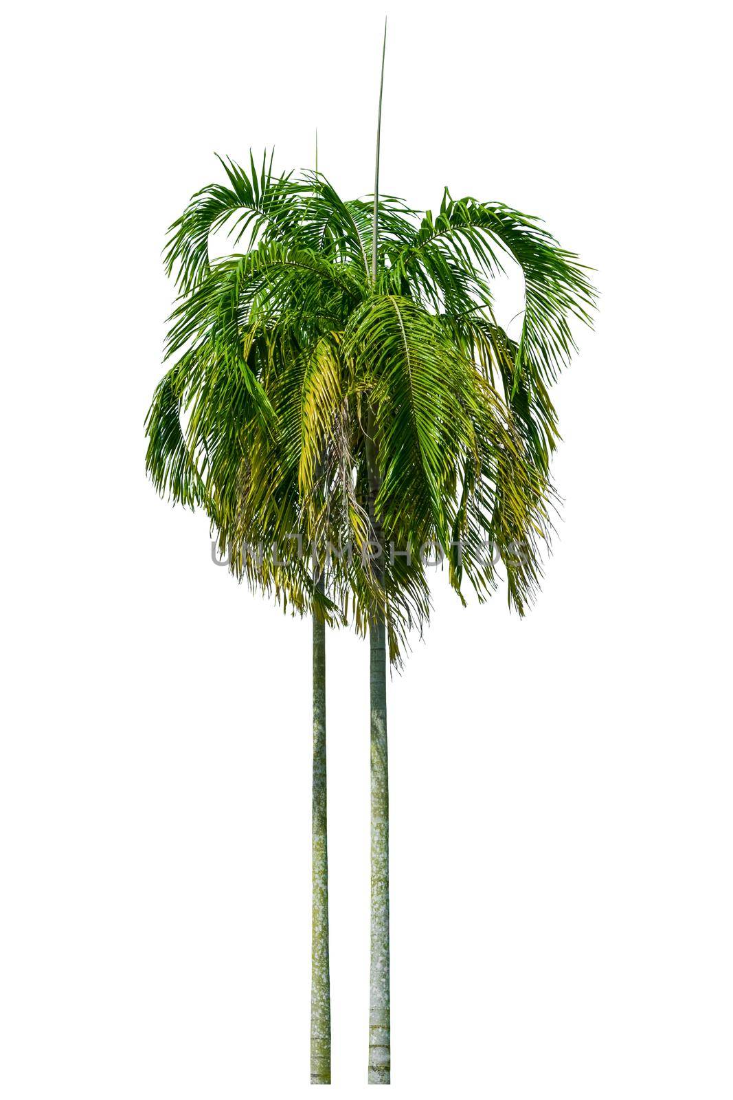 Palm tree Ornamental plants  beautiful on white background by pramot