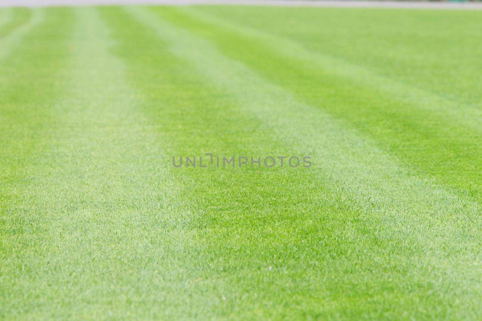 Green lawn for a football field