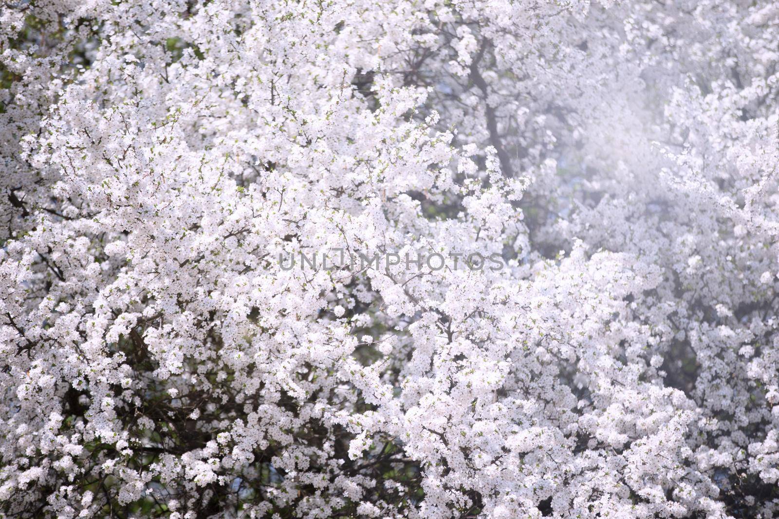 Flowering tree background.Flowering plum