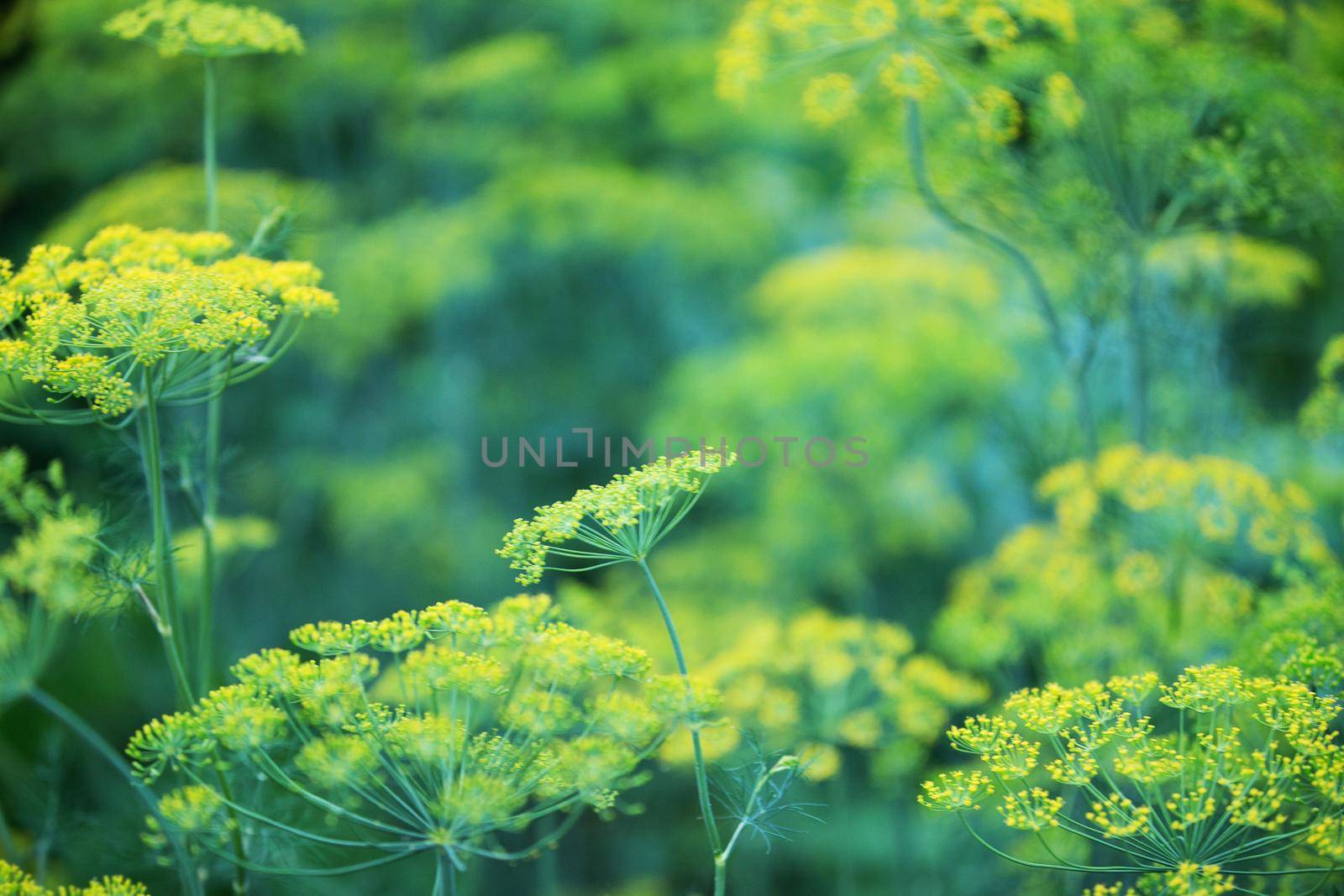 Flowering dill with yellow inflorescences.