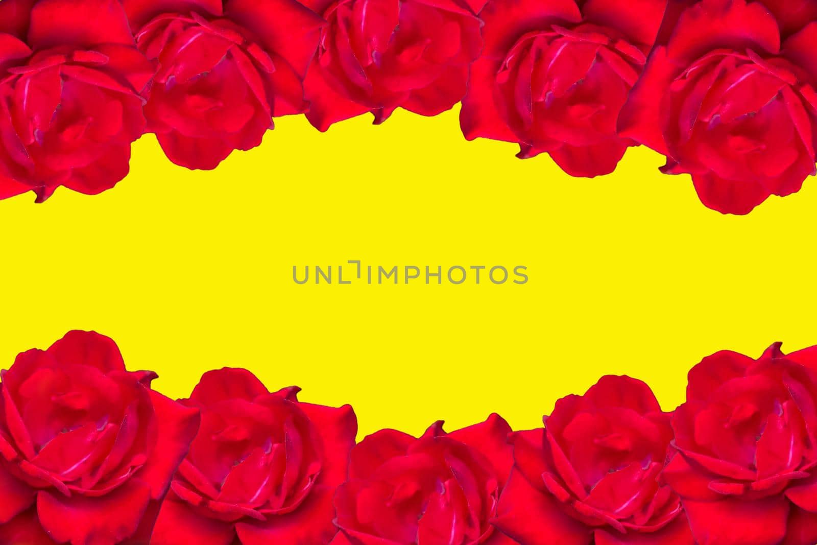 Red roses on a brightly yellow background