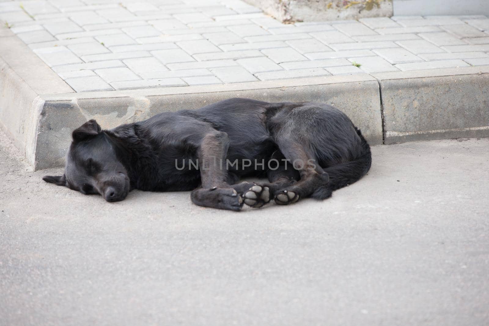 Homeless street dog sleeping on the street