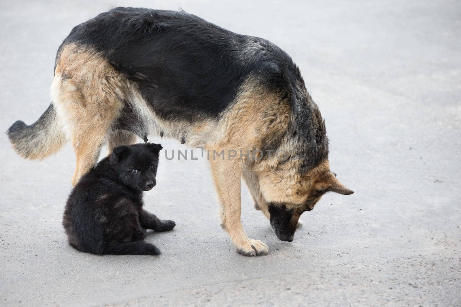 Street dog with puppy