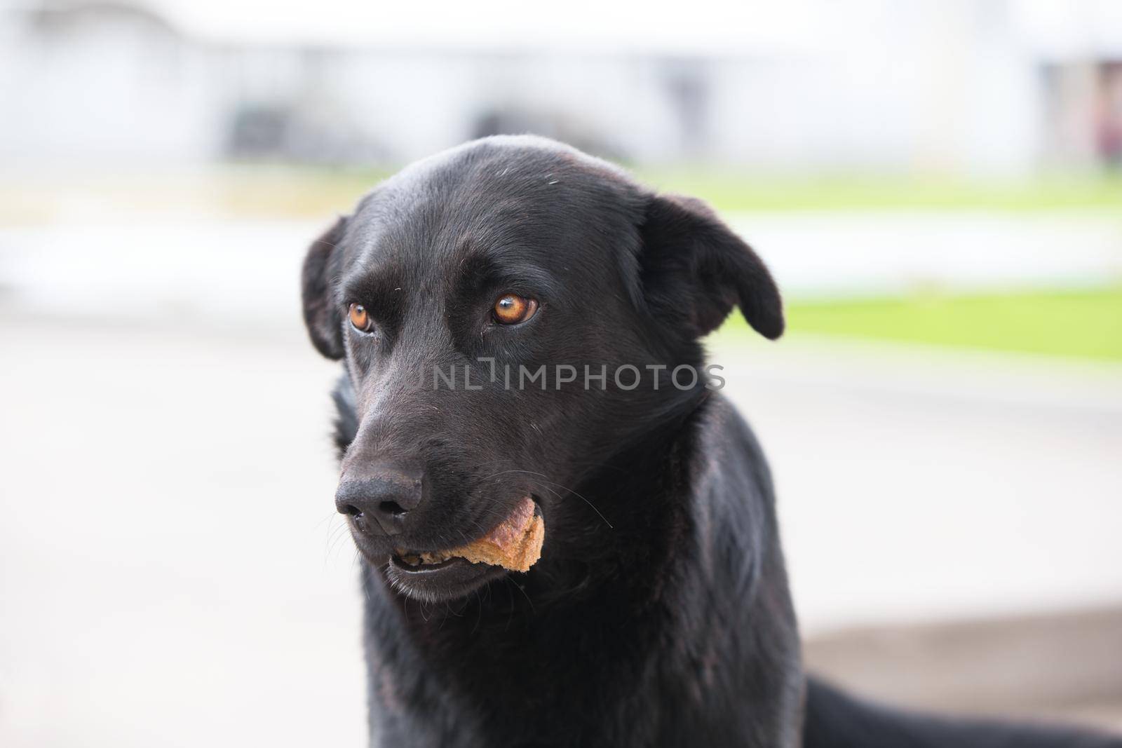 Black dog with food in his teeth
