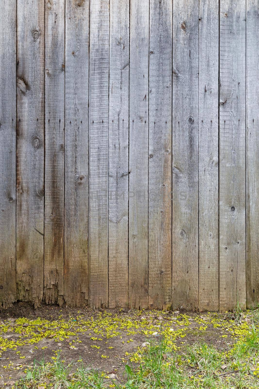 gray dry wooden planks wall suface background with ground surface underneath.
