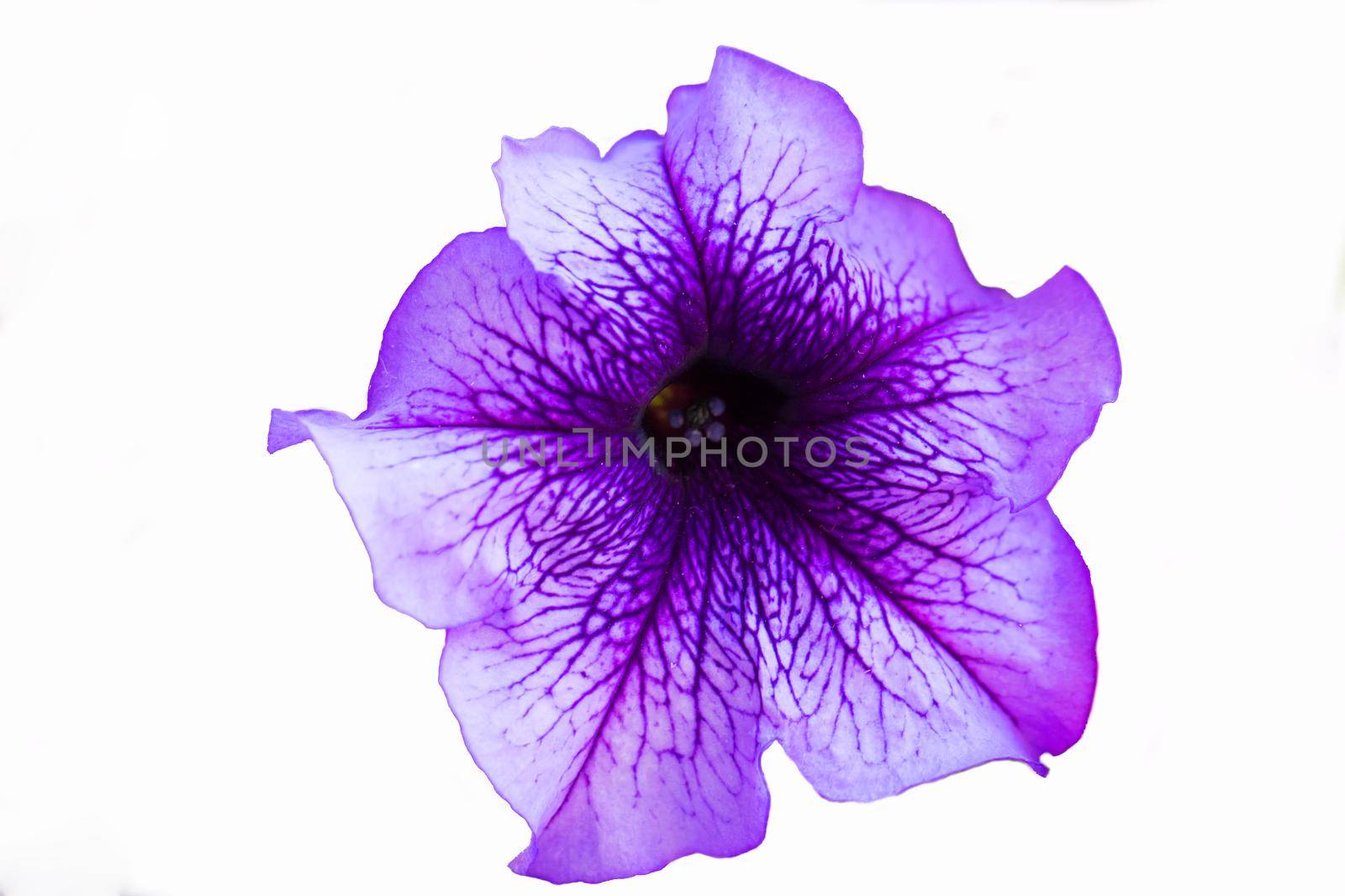 Purple petunia flower close-up on a white background