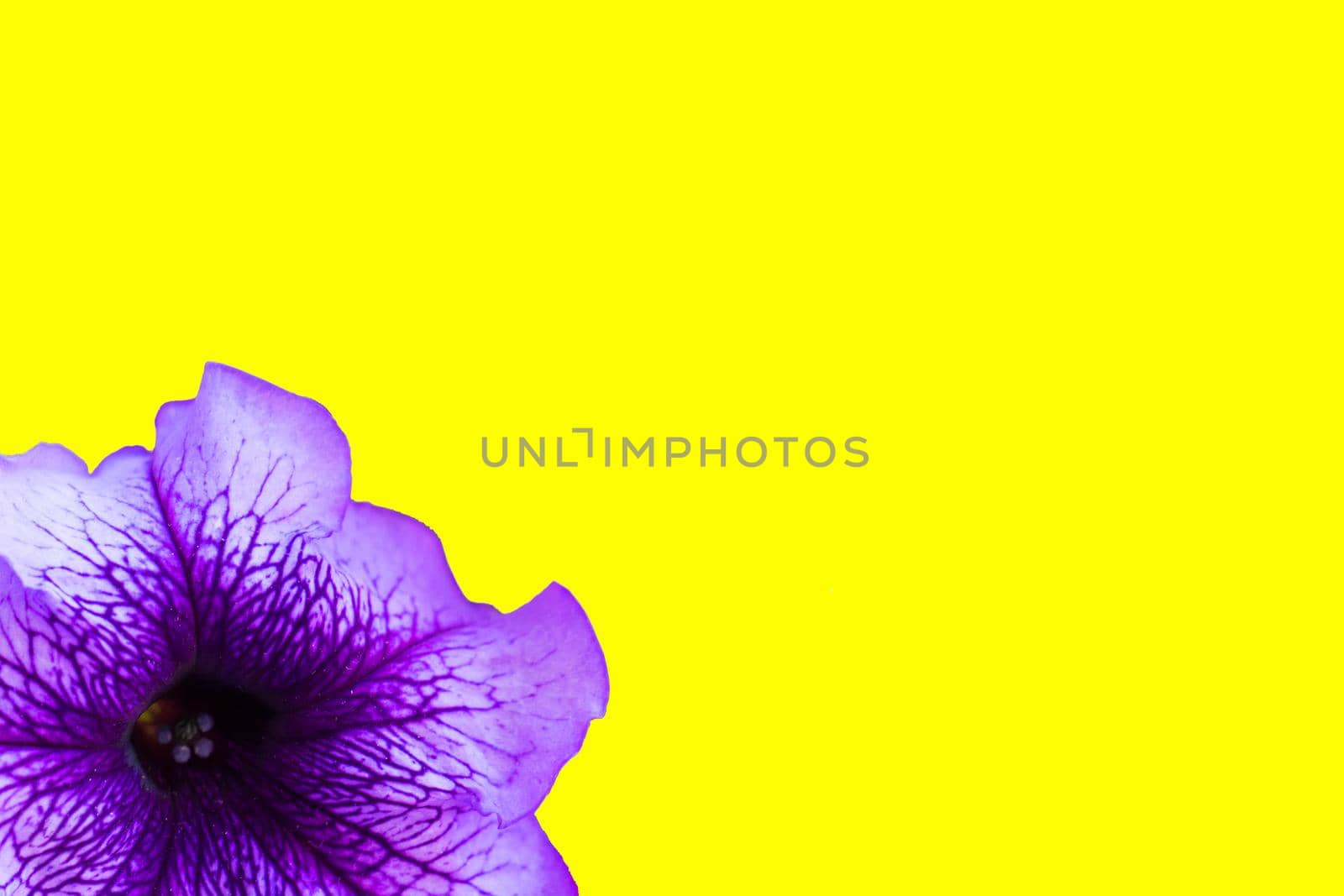 Large purple flower on a yellow background