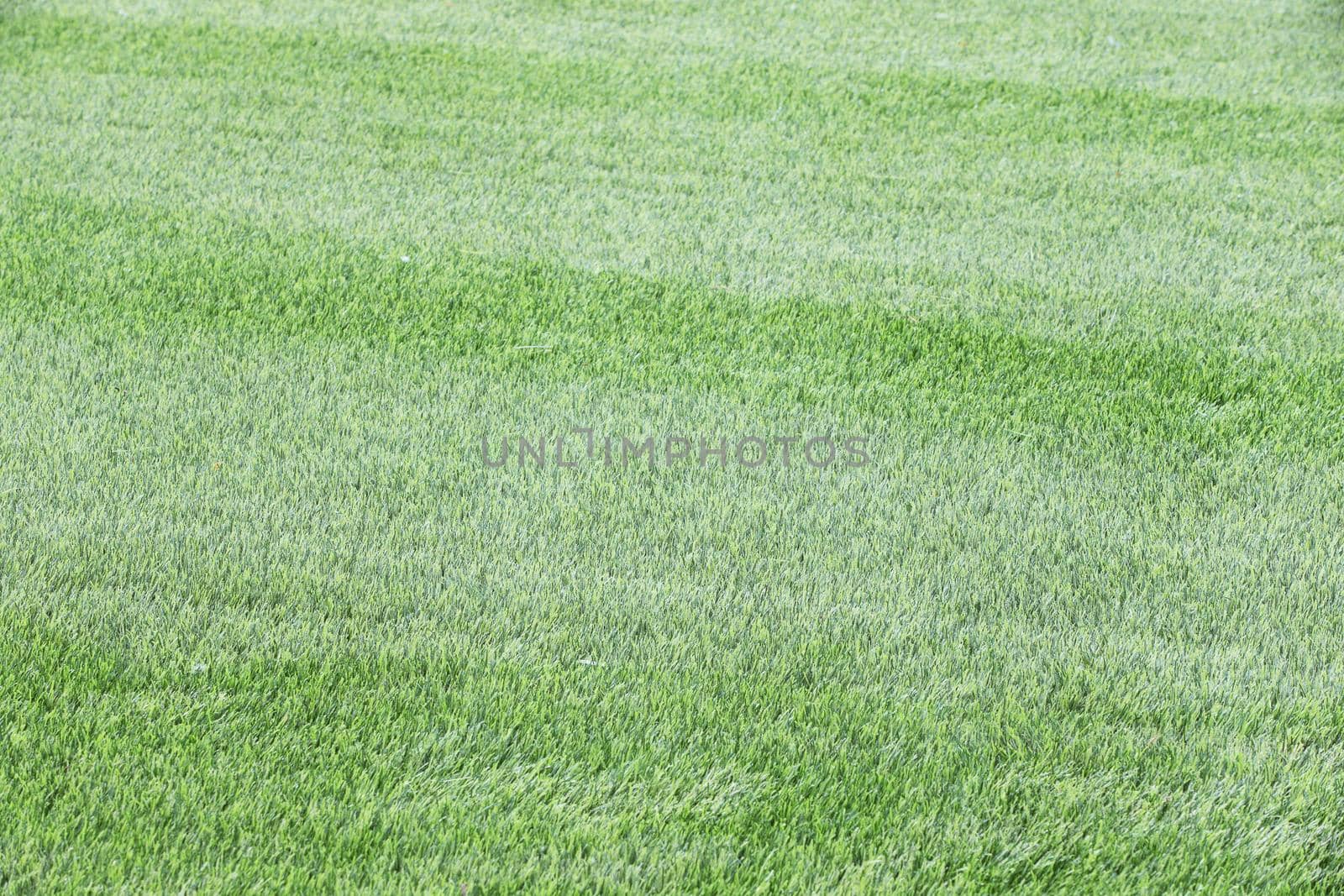 Green lawn