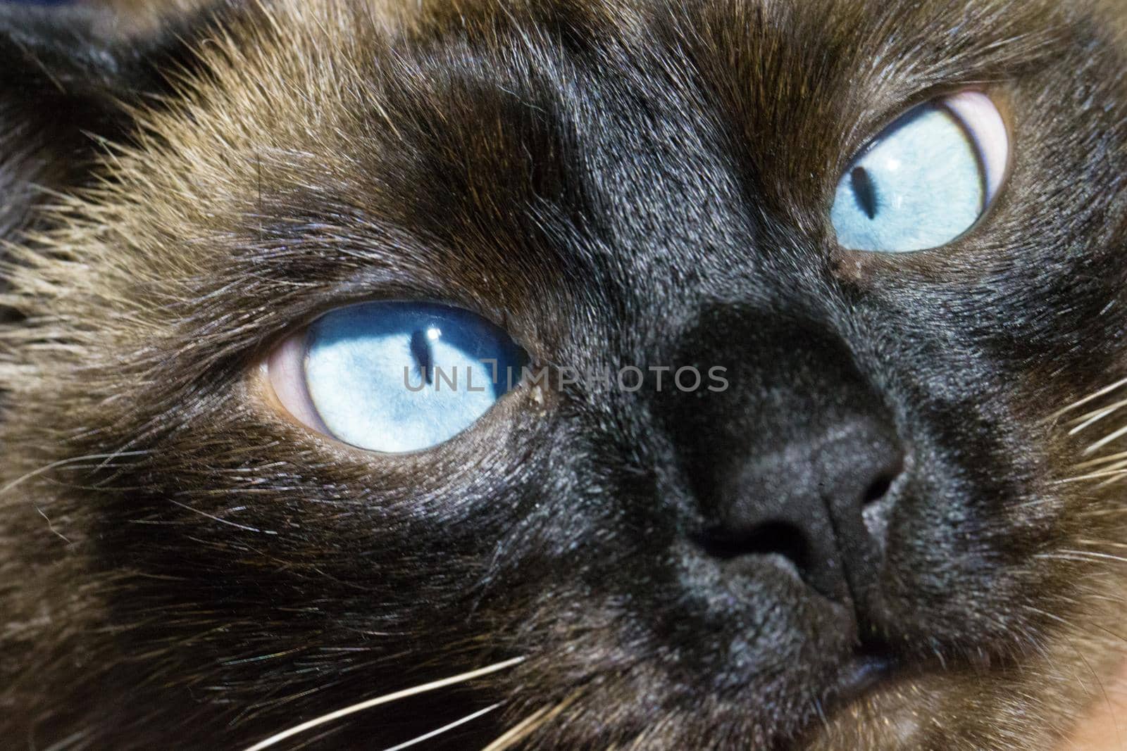 Blue eyes of the Sims cat.Cat's eyes
