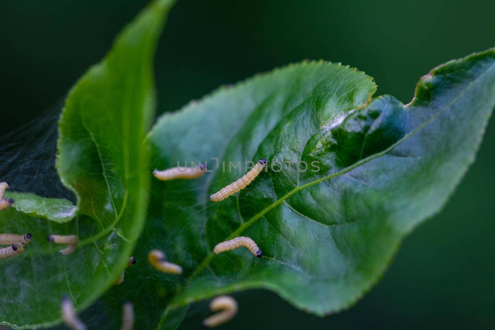 Ermine moth caterpillars feeding by magicbones