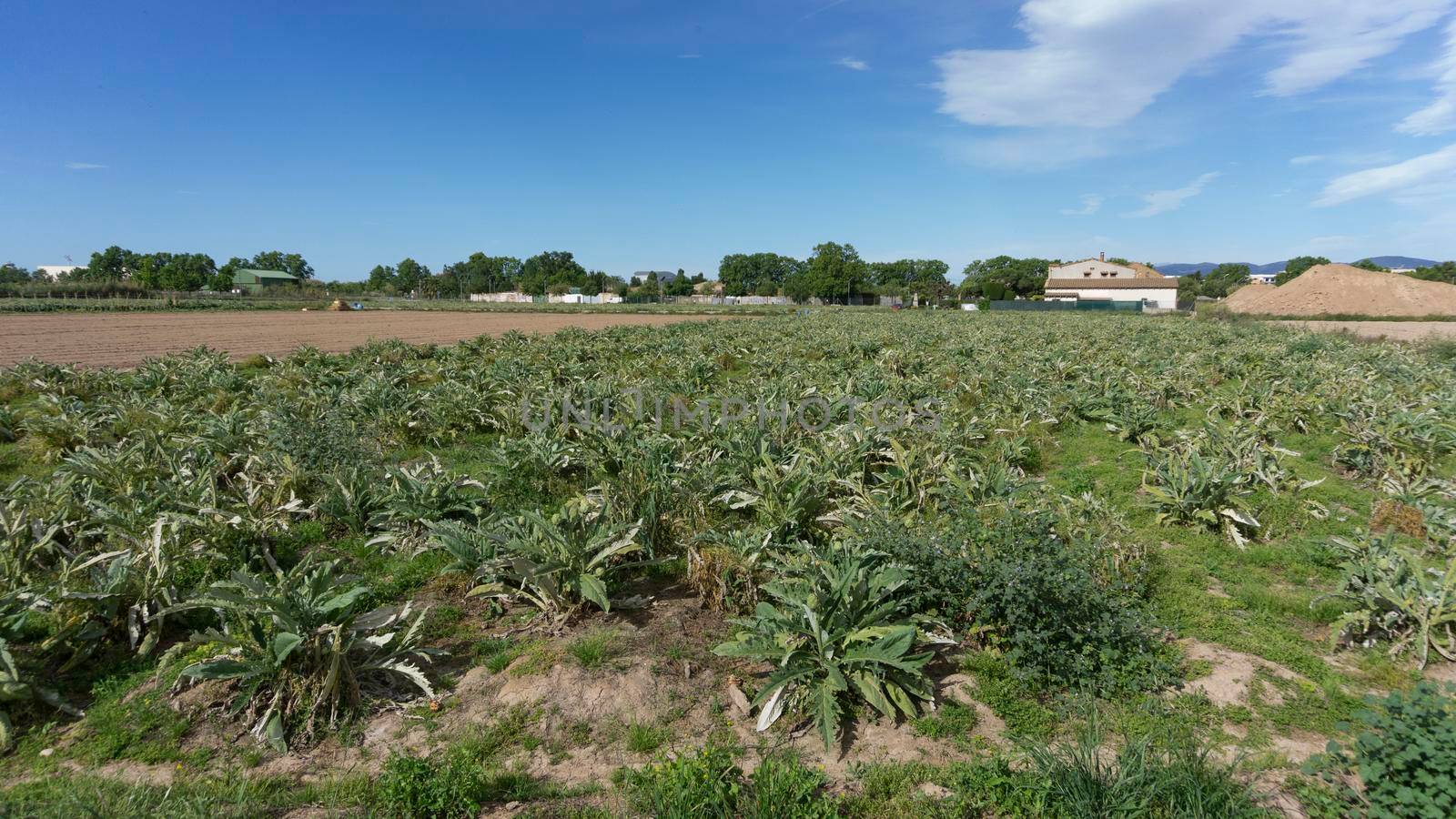 Artichoke plantation on a farm on the outskirts of barcelona. by loopneo