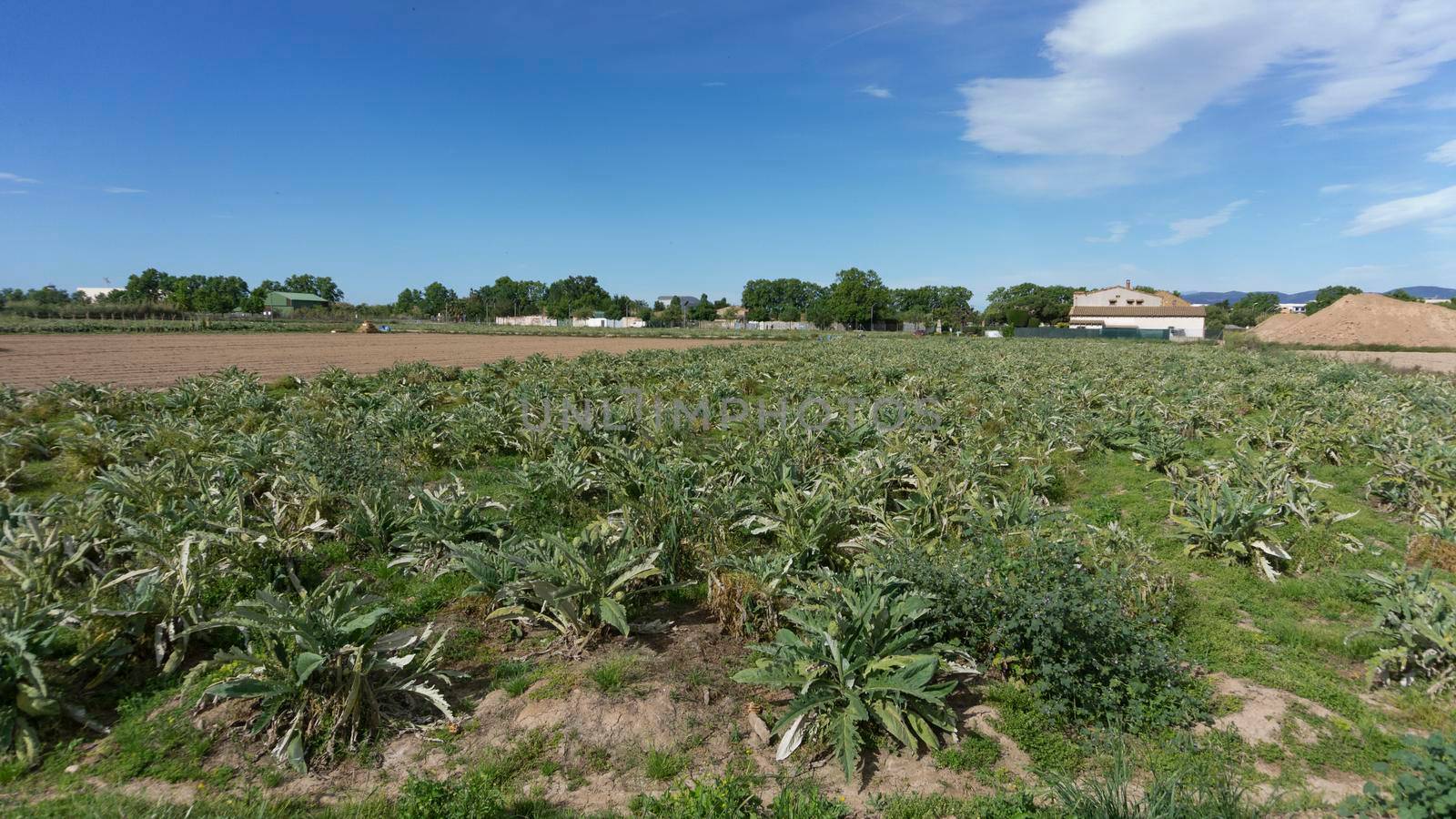 Artichoke plantation on a farm on the outskirts of barcelona in spain