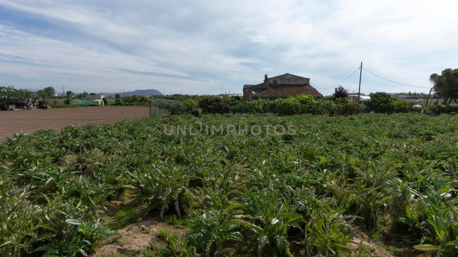 Artichoke plantation on a farm on the outskirts of barcelona in spain