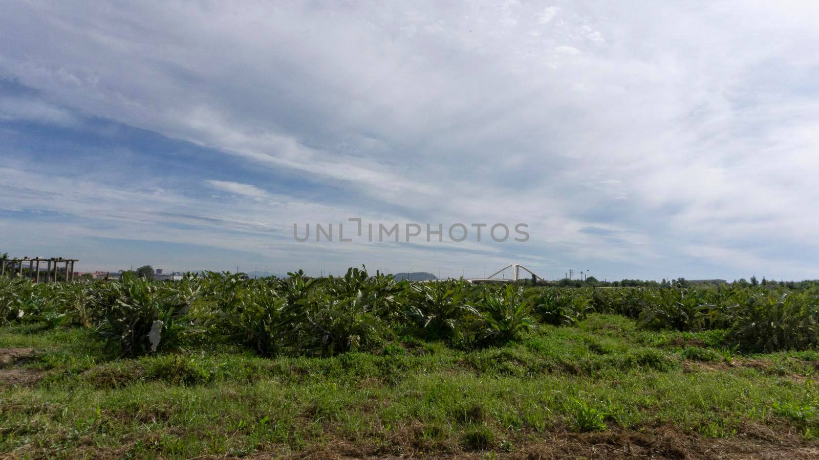 Artichoke plantation on a farm on the outskirts of barcelona. by loopneo