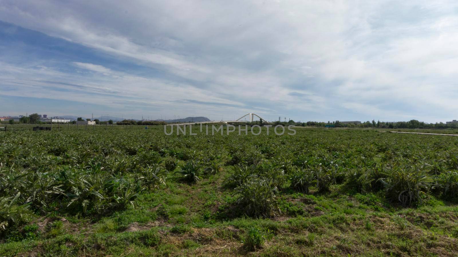 Artichoke plantation on a farm on the outskirts of barcelona. by loopneo