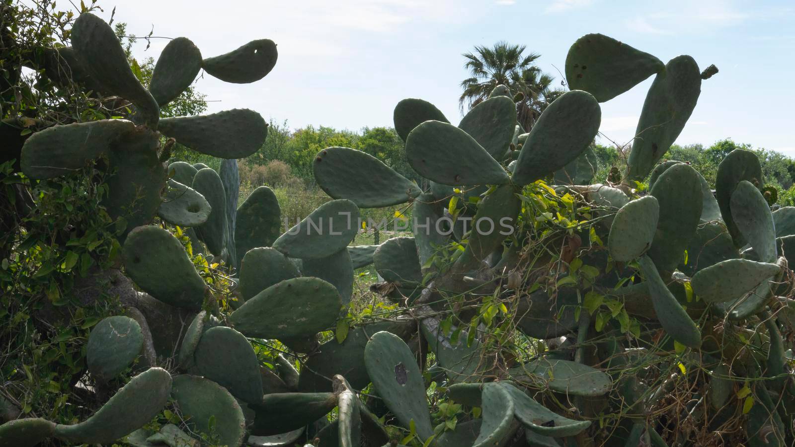 cactus with figs natural park on the outskirts of the city of barcelona in spain