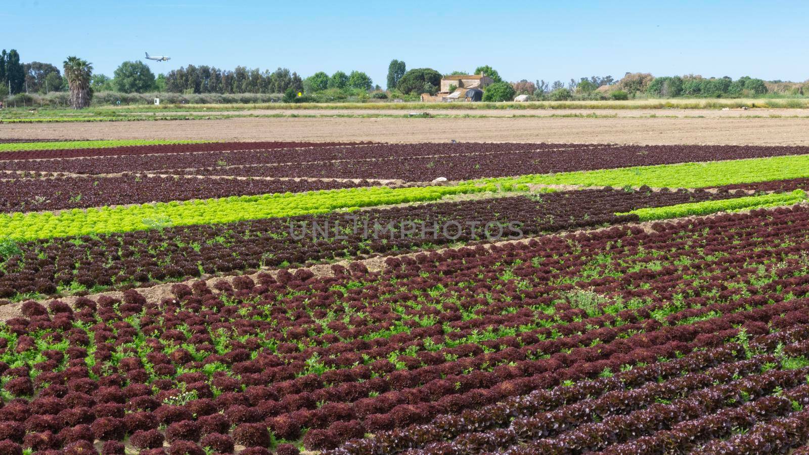 field dedicated to growing vegetables on a farm by loopneo