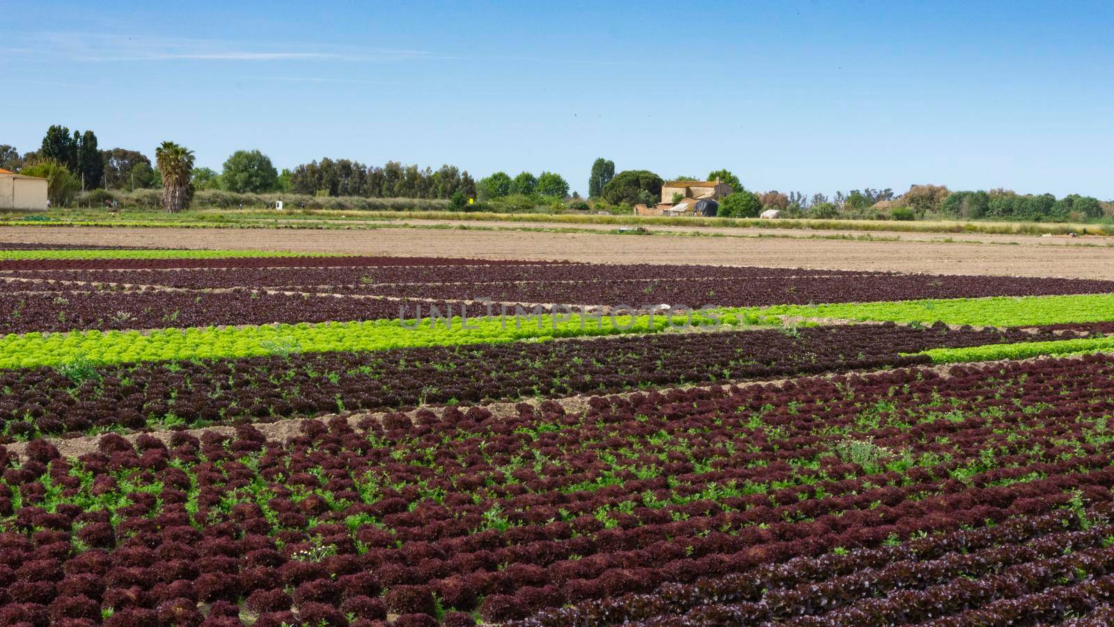 field dedicated to growing vegetables on a farm on the outskirts of Barcelona in Spain